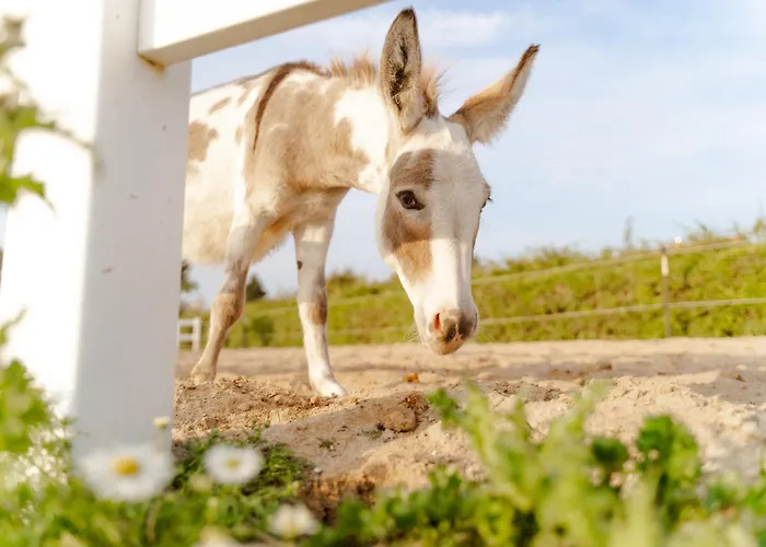 Reethaus 1a Staberdorf